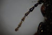 Pterostichus madidus