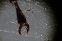 Pterostichus madidus