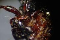 Pterostichus madidus