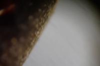 Pseudoophonus rufipes