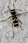 Clytus arietis