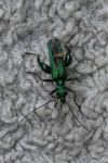 Oedemera nobilis