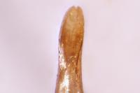 Hydroporus tessellatus