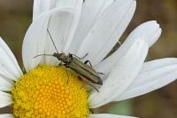 Oedemera flavipes