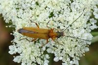 Oedemera podagrariae