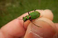 Cicindela campestris