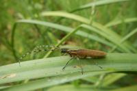 Agapanthia asphodeli