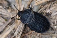 Thanatophilus rugosus