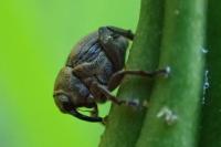 Mononychus punctumalbum