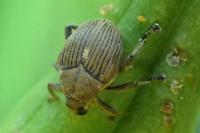 Mononychus punctumalbum