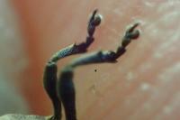 Mononychus punctumalbum