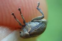 Mononychus punctumalbum