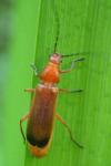 Rhagonycha fulva