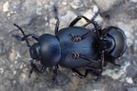 Timarcha tenebricosa