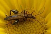 Oedemera flavipes