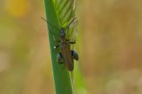 Oedemera flavipes