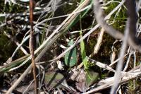Cicindela campestris