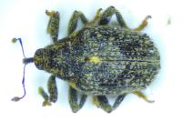 Ceutorhynchus pallidactylus