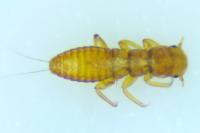 Meloidae