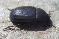 Bioplanes meridionalis