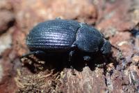 Bioplanes meridionalis