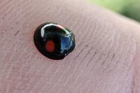 Chilocorus renipustulatus