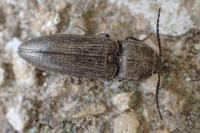 Cidnopus pilosus