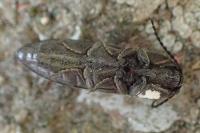 Cidnopus pilosus