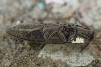 Cidnopus pilosus