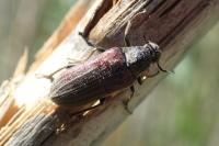 Ptilophorus dufourii