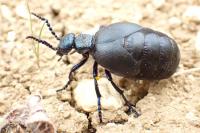 Meloe proscarabaeus
