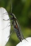Oedemera nobilis