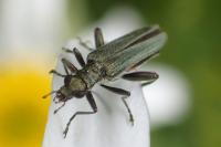 Oedemera nobilis