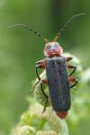 Cantharis rustica
