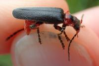 Cantharis rustica