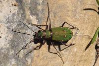 Cicindela campestris