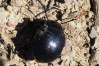 Timarcha goettingensis