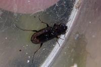 Notiophilus biguttatus