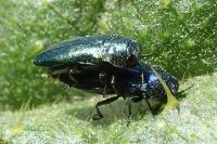 Meliboeus amethystinus