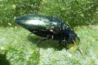 Meliboeus amethystinus