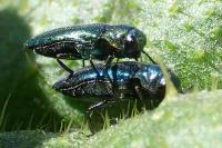 Meliboeus amethystinus