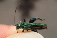 Oedemera nobilis