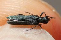 Oedemera atrata