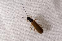 Rhagonycha lignosa