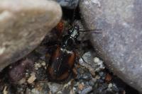 Bembidion tetracolum