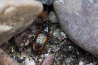 Bembidion tetracolum