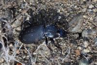 Pterostichus