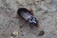 Nebria brevicollis