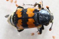 Nicrophorus vespillo