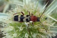 Chlorophorus trifasciatus